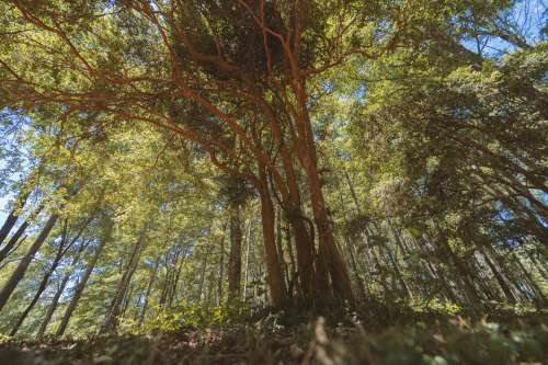 Venta Parcelas con orilla de Laguna en Loteo Reserva Las Taguas — Catripulli, Pucón