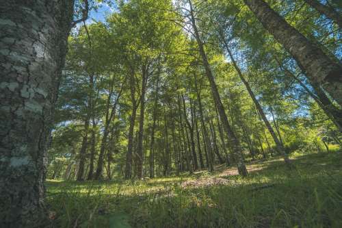 Venta Parcelas con orilla de Laguna en Loteo Reserva Las Taguas — Catripulli, Pucón