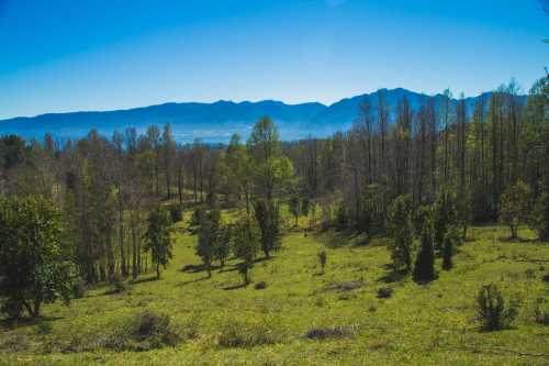 Venta Exclusivas Parcelas en Campo Candelaria — Camino al Volcán, Pucón