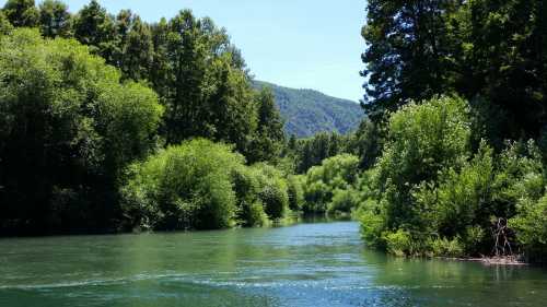 Venta Campo San José - 26 Hectáreas con Orilla de Rio Trancura - Palguín Bajo, Pucón — Camino a Curarrehue, Curarrehue