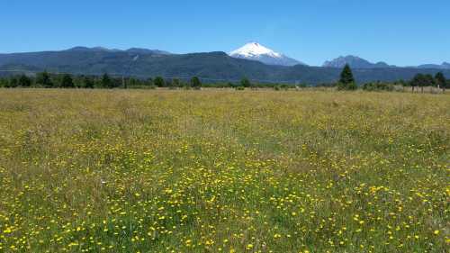 Venta Campo San José - 26 Hectáreas con Orilla de Rio Trancura - Palguín Bajo, Pucón — Camino a Curarrehue, Curarrehue