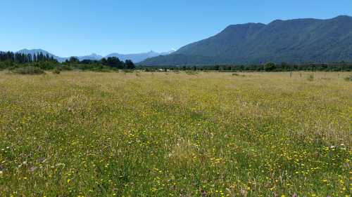 Venta Campo San José - 26 Hectáreas con Orilla de Rio Trancura - Palguín Bajo, Pucón — Camino a Curarrehue, Curarrehue